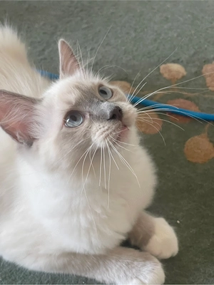 Ragdoll pisicute - imagine 2