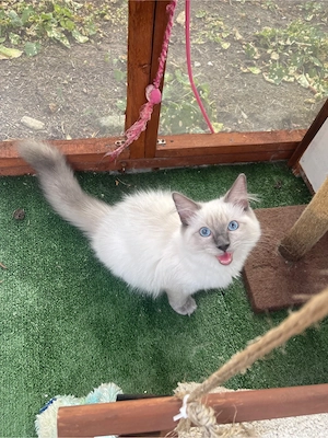 Ragdoll pisicute