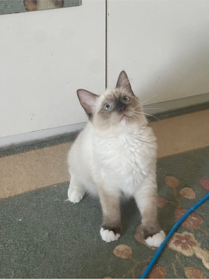 Ragdoll pisicute - imagine 3