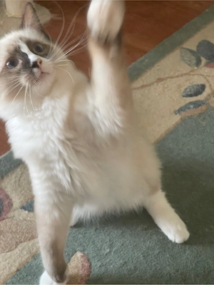 Ragdoll pisicute