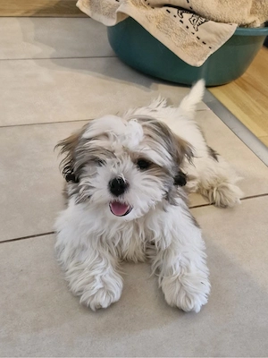 Vindem catelusa Shih tzu
