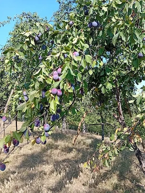 prune de vinzare Bucaovat Dumbrava 2 le kg bio mai multe detali la telefon