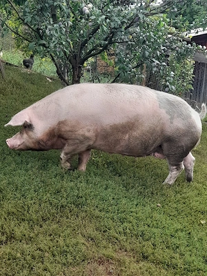 vand porc mare