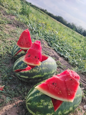 Pepeni verzi proaspeti (merens, mirsini, morgen) - disponibile câteva camioane! 