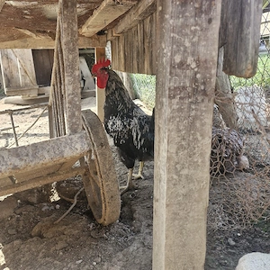 Pui de curte casa 