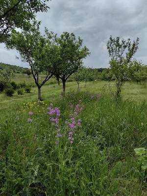 Teren de vânzare cu casă gratis!!! - imagine 2