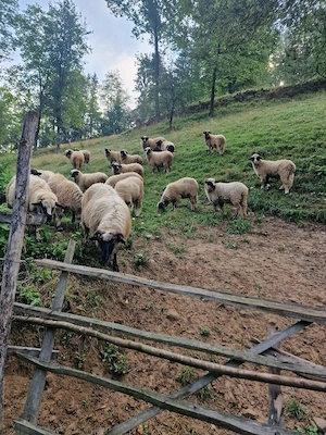 Oi breze de Petroșani 1 200 lei bucata  - imagine 3