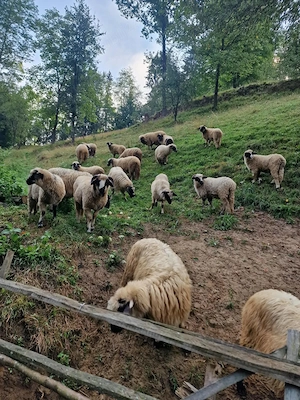 Oi breze de Petroșani 1 200 lei bucata 