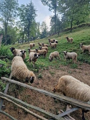 Oi breze de Petroșani 1 200 lei bucata  - imagine 2