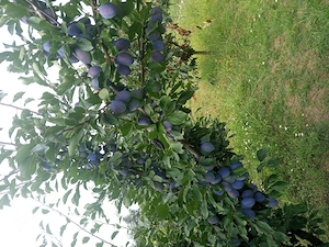 Vând prune d'agen 