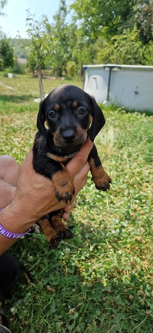  Căței Teckel Arlequin(Toy Talie mică), 7 saptamâni  - imagine 3