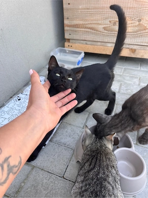 Gratuit o mamica cu 2 pui