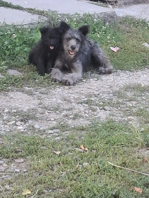 femelă de întors oi