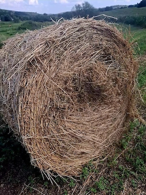 Vând baloți de lucernă