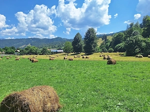  Teren Superb 18.200 mp Poiana Veche, Tulgheș - Oportunitate Investiție Turistică - imagine 6