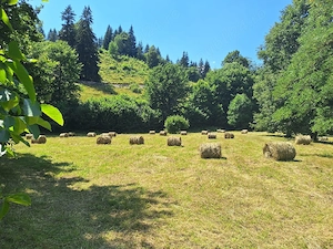  Teren Superb 18.200 mp Poiana Veche, Tulgheș - Oportunitate Investiție Turistică - imagine 7