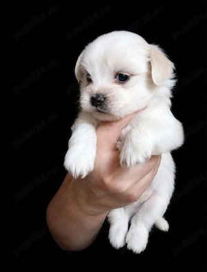 Bichon maltez 