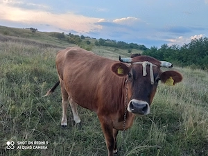 Vând vaca bălțată românească stil limonise