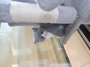 Puiuți British Shorthair - imagine 4