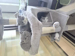 Puiuți British Shorthair