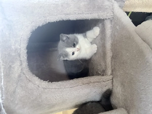 Puiuți British Shorthair - imagine 2