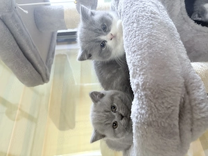 Puiuți British Shorthair - imagine 3