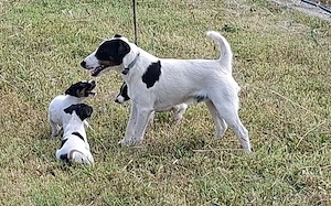 Foxterrier   Fox terrie par neted - imagine 2