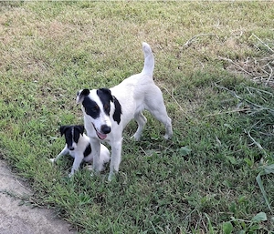 Foxterrier   Fox terrie par neted - imagine 4