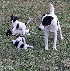 Foxterrier   Fox terrie par neted - imagine 3