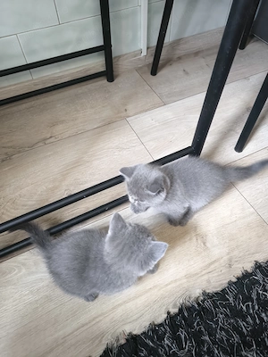 British Shorthair craiova - imagine 5