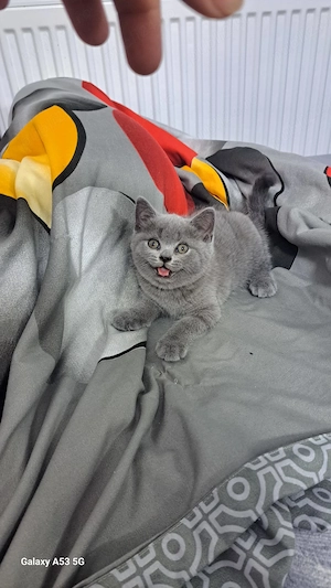 British Shorthair craiova - imagine 2