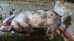 Porci de carne pietrain cu duroc 