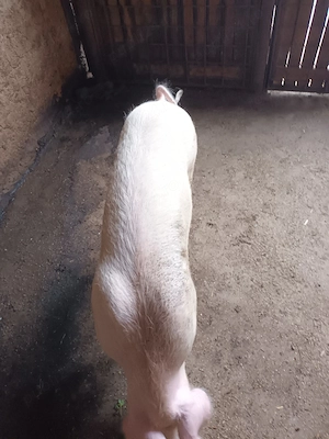 Femelă, 50 kg - imagine 2
