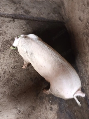 Femelă, 50 kg - imagine 4
