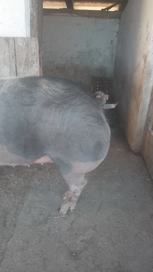 vand porc bio, rasa Pietrein de carne 20 lei kg viu sau 40 lei  kg carcasa