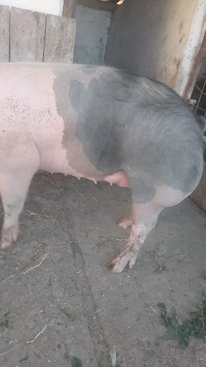 vand porc bio, rasa Pietrein de carne 18 lei kg viu sau 35 lei  kg carcasa