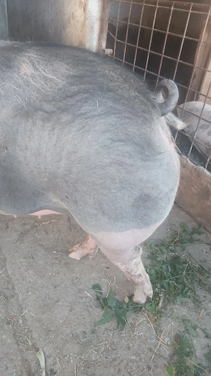 vand porc bio, rasa Pietrein de carne 18 lei kg viu sau 35 lei  kg carcasa - imagine 4