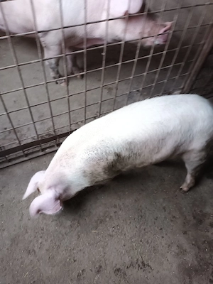 Femelă, 50 kg - imagine 3