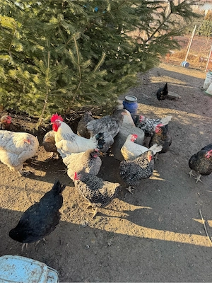 Oua de casa  - imagine 3