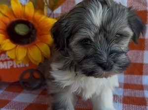 Bichon havanez 400 lei - imagine 2