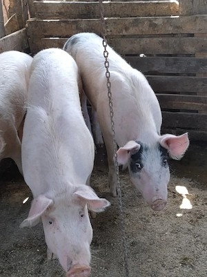 porc.       