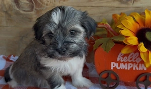 Bichon havanez 400 lei