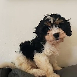 Fetița bichon havanez 350 lei