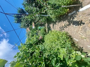 Vand Casă in com. Valea Lupului - imagine 2
