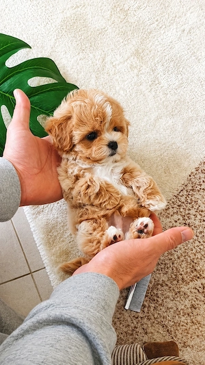 Maltipoo Mini Toy - imagine 3
