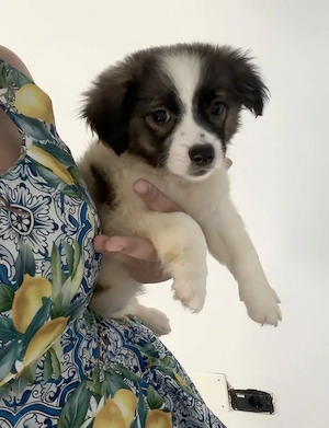 Donez cățelușa metis bichon