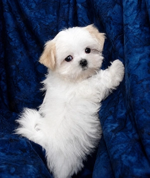 Bichon Maltez Mini Toy