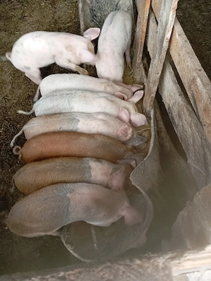 purcei de vânzare 