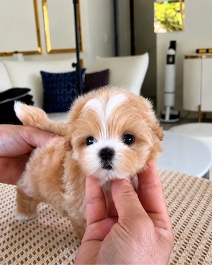 Maltipoo Toy Apricot - imagine 3