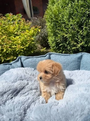 Maltipoo Toy Apricot - imagine 2
